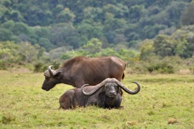 13 Days Adventure in Tanzania - Trekking and Wildlife Safari - Safari days are about timing, patience, and realistic expectations