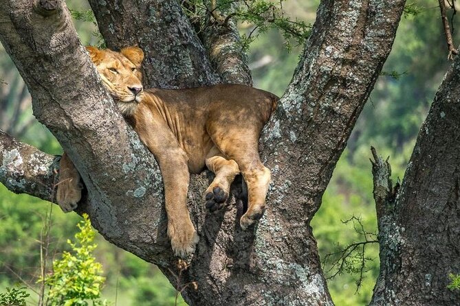 14 Days Uganda Safari Adventure, Gorilla Trekking and WildlifeTour - Kampala to Murchison Falls area: Rhino tracking plus the road-trip start