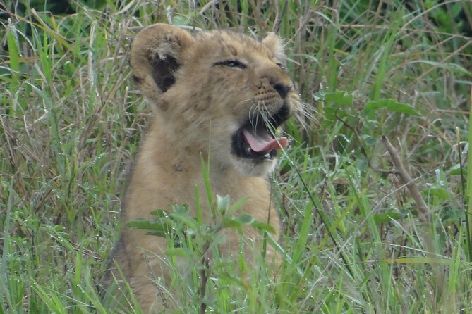 14 Days Uganda Safari Adventure, Gorilla Trekking and WildlifeTour - Kibale National Park: chimp tracking and the Bigodi wetland walk