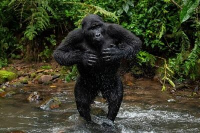 14 Days Uganda Safari Adventure, Gorilla Trekking and WildlifeTour - Lake Albert and Hoima: community time around real livelihoods