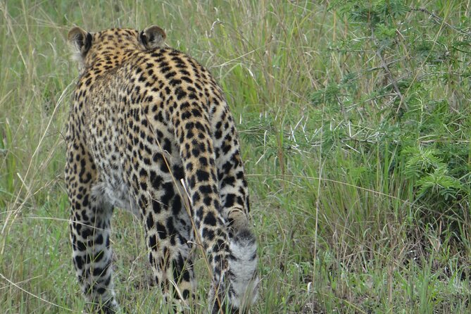 14 Days Uganda Safari Adventure, Gorilla Trekking and WildlifeTour - Queen Elizabeth area again: Kazinga Channel cruising and an evening game drive