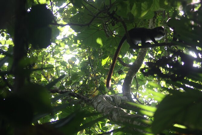 14 Days Uganda Safari Adventure, Gorilla Trekking and WildlifeTour - Kyambura Gorge to Ishasha: chimp tracking and the tree-climbing lion gamble