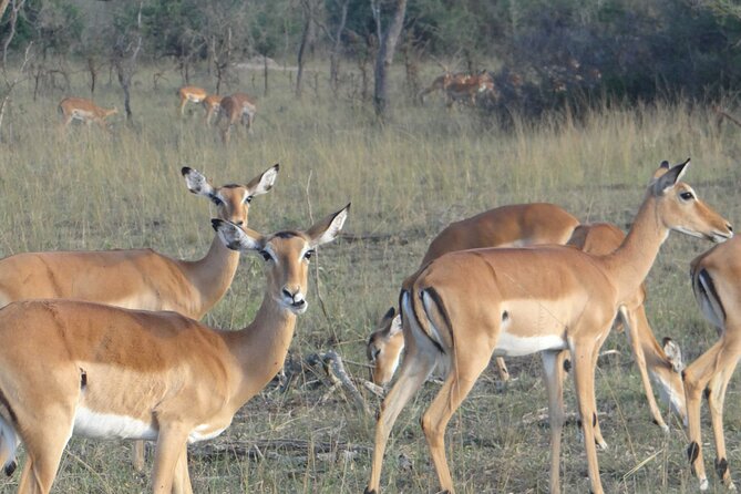 14 Days Uganda Safari Adventure, Gorilla Trekking and WildlifeTour - Echuya Forest pygmies village visit: culture in the rainforest zone