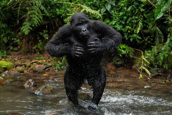14 Days Uganda Safari Adventure, Gorilla Trekking and WildlifeTour - Lake Albert and Hoima: community time around real livelihoods