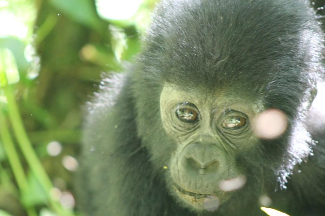 15-Day Gorilla and chimps Trekking, Big 5 and Nature Sighting Safari - How this 15-day route fits Uganda’s best wildlife (without wasting days)