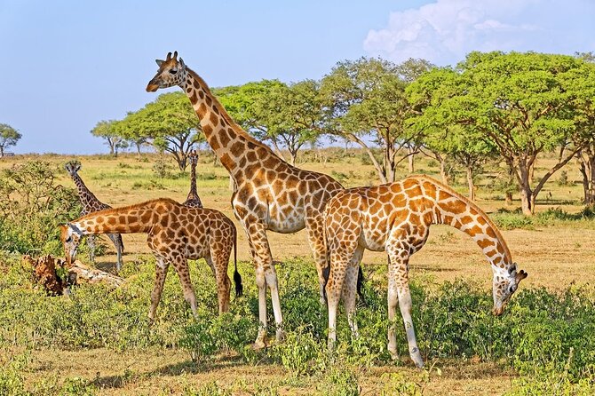 15-Day Gorilla and chimps Trekking, Big 5 and Nature Sighting Safari - Day 2 to Day 3: Murchison Falls National Park, lions on the plains and crocs by the water
