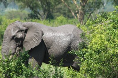 15-Day Gorilla and chimps Trekking, Big 5 and Nature Sighting Safari - Day 1 in Entebbe: settle in, then start with shoebills