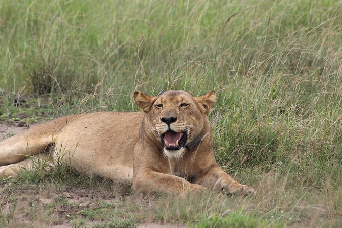 15-Day Gorilla and chimps Trekking, Big 5 and Nature Sighting Safari - Day 7 to Day 9: Queen Elizabeth National Park and Ishasha, game drives plus the Kazinga Channel