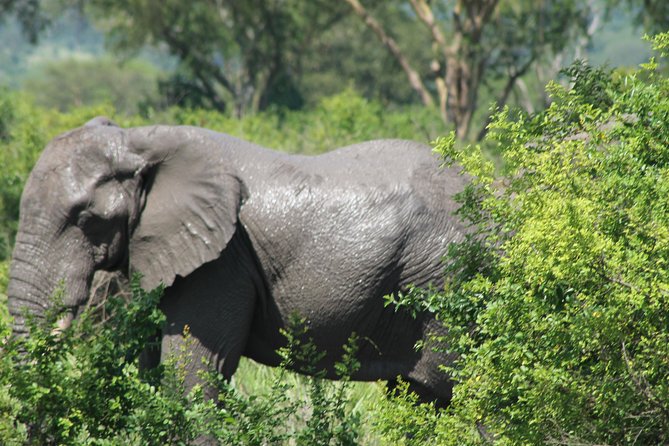15-Day Gorilla and chimps Trekking, Big 5 and Nature Sighting Safari - Day 1 in Entebbe: settle in, then start with shoebills