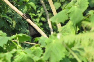 2 Day Gorilla Trekking Safari in Uganda via Kigali - Crossing into Uganda via Cyanika and building momentum on day 1