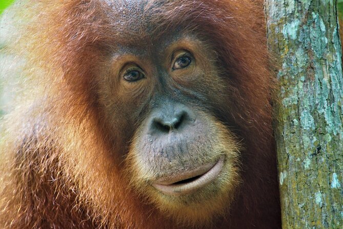 2-Day Jungle Trekking & Rafting in North Sumatra - Key things to know before you go