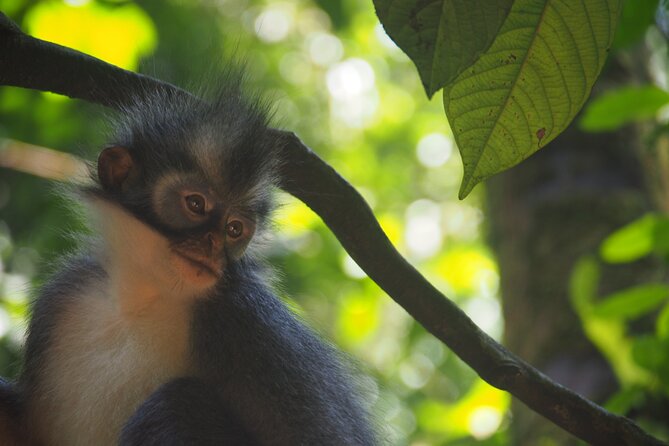 2-Day Jungle Trekking & Rafting in North Sumatra - Day 1 in Gunung Leuser: river walking, uphill effort, and first wildlife chances