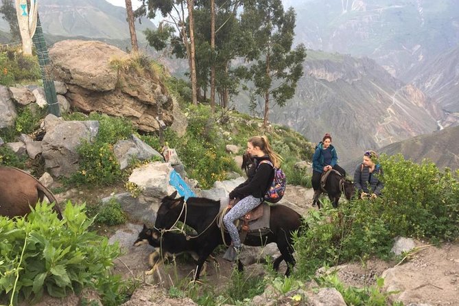 2 Day Trek Including Transfer to Puno / Colca Canyon - Day 2 starts before sunrise: the torch-lit climb to Cabanaconde