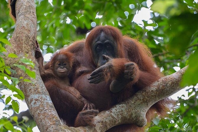 2 Days 1 Night Ethical Jungle Trekking - Key highlights you’ll actually care about