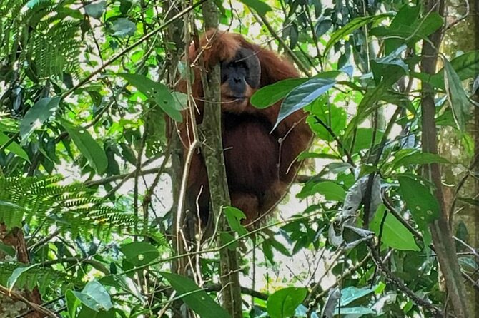 2 Days 1 Night Ethical Jungle Trekking - Entering Gunung Leuser: what this trek really feels like