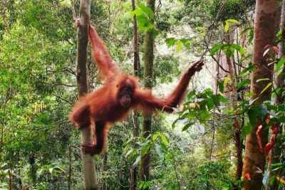 2 Days 1 Night Ethical Jungle Trekking - Day 1: a 6–7 hour jungle trek from your first morning