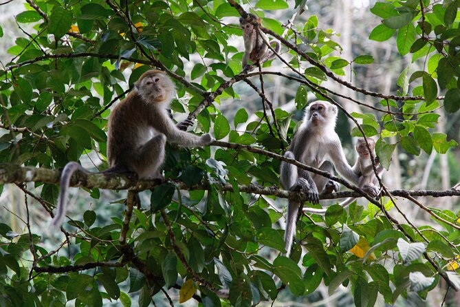 2 Days 1 Night Ethical Jungle Trekking - Day 2: breakfast, jungle learning, and the herbal medicine walk