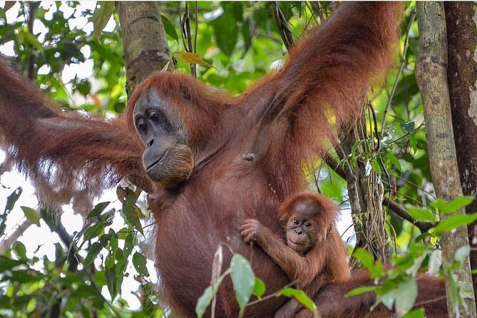 2 Days 1 Night Ethical Jungle Trekking - Guides and orangutan spotting: why names like Dedy and Sandi matter