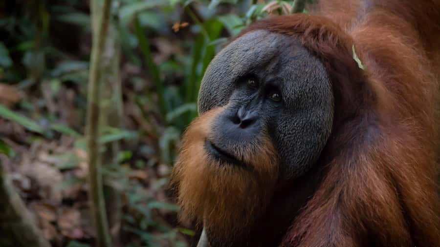 2 Days 1 Night Orangutan Trek Bukit Lawang - Key things I’d plan around