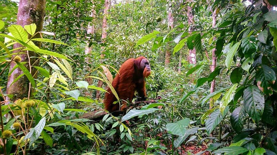 2 Days 1 Night Orangutan Trek Bukit Lawang - Day 1: The 9:00 am start and the long forest walk