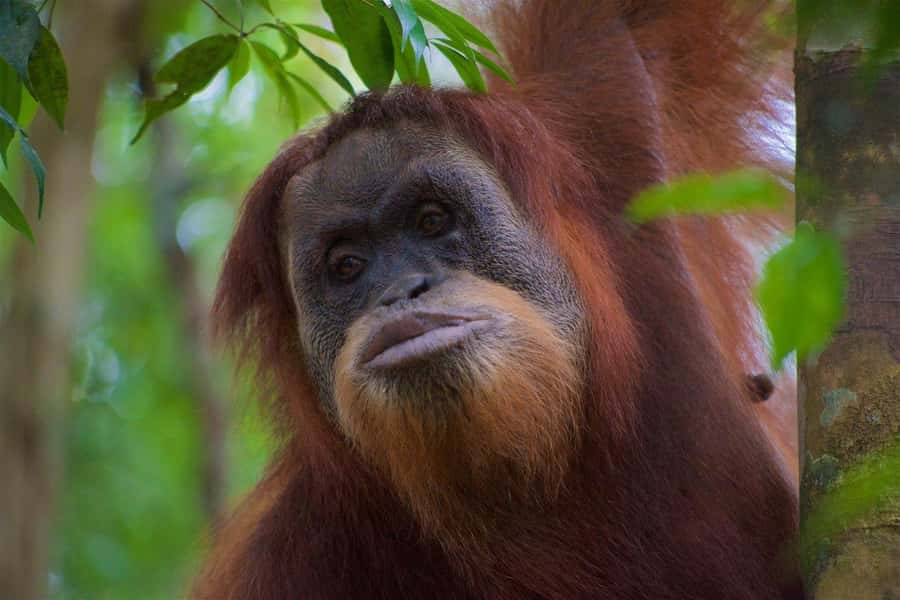 2 Days 1 Night Orangutan Trek Bukit Lawang - Arriving at 4–5 pm: Bohorok River camping and that first swim