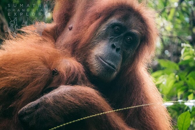 2 Days and 1 Night Ethical Jungle Trek - Key things I’d plan around before you go