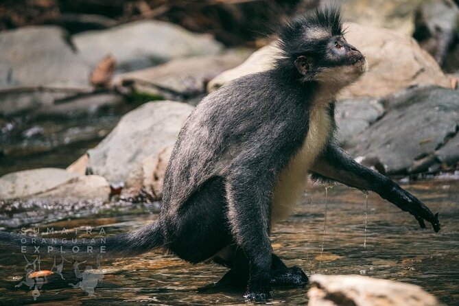 2 Days and 1 Night Ethical Jungle Trek - Wildlife viewing that feels guided, not chaotic