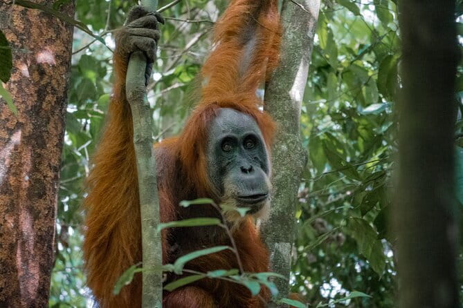 2 Days Ethical Jungle Trek in Sumatra - Key things that make this trek worth it