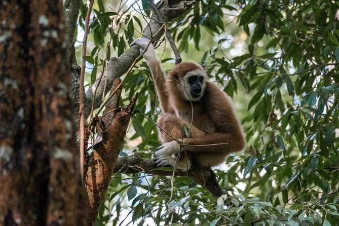 2 Days Ethical Jungle Trek in Sumatra - Gunung Leuser from the trail, not the tourist path