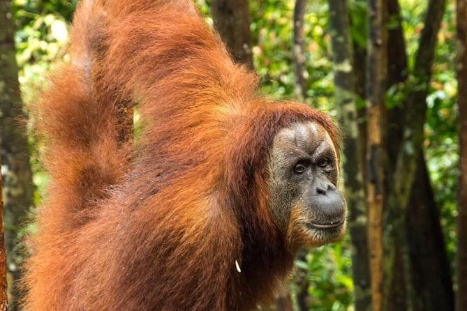 2 Days Ethical Jungle Trek in Sumatra - Hiking day one: getting into the rainforest rhythm