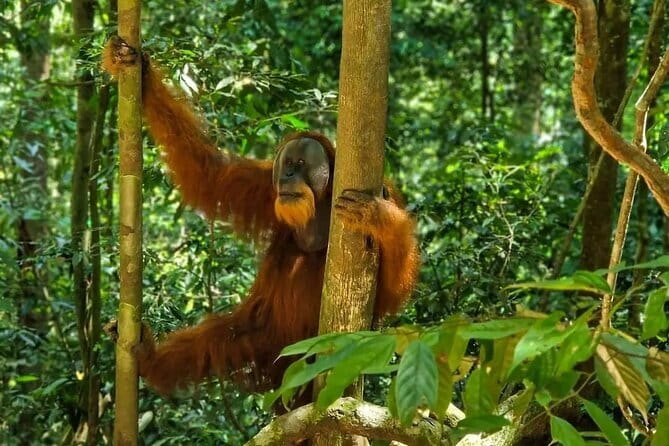 2 Days Ethical Jungle Trek in Sumatra - Guides: certified English, real jungle talk, and names you’ll hear