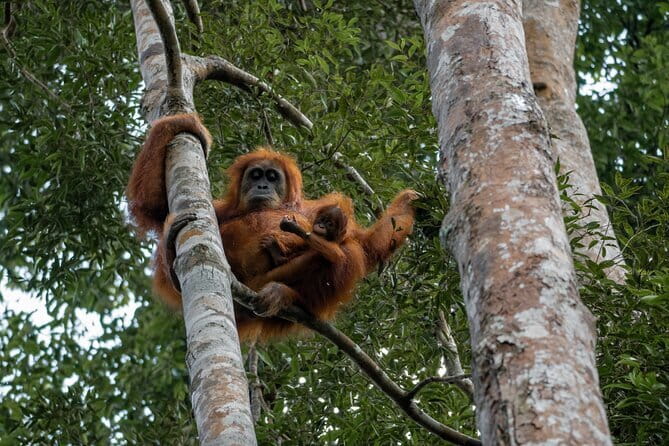 2 Days Ethical Jungle Trek in Sumatra - Group size and pace: why max 6 matters