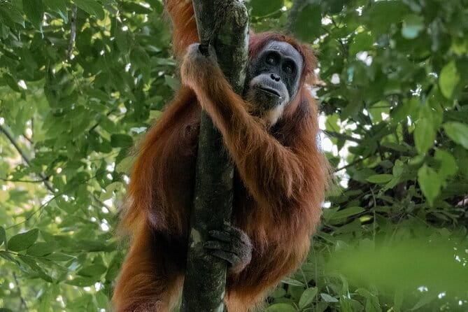 2 Days Ethical Jungle Trek in Sumatra - The ethical part: orangutans, clean trails, and local school support