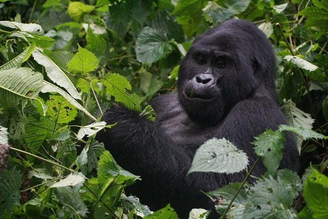 2 Days Gorilla Trekking Uganda - Key things that make this gorilla trek work
