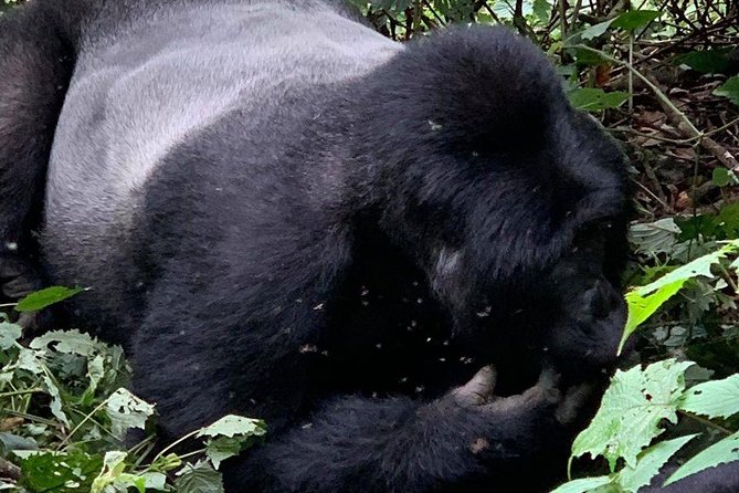 2 Days Gorilla Trekking Uganda - Kigali to Uganda gorillas: the big idea in plain words