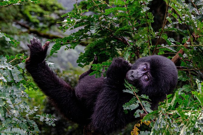 2 Days Gorilla Trekking Uganda - Lodges and meals: where you recover after driving and trekking