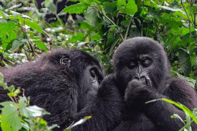 2 Days Gorilla Trekking Uganda - Getting around: private transfers, guide/driver quality, and group style