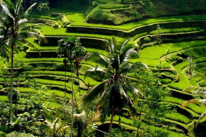 2 Days Mount Batur Sunrise Trekking With Private Ubud Day Tour - Should you book this Mt. Batur sunrise camping plus Ubud tour?