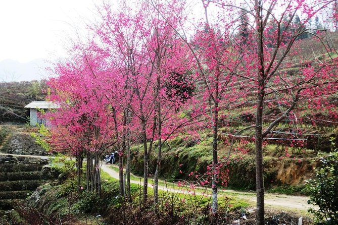 2 Days Sapa Trekking In Cat Cat And Ta Van Village From Hanoi - Who This 2-Day Trek Fits Best