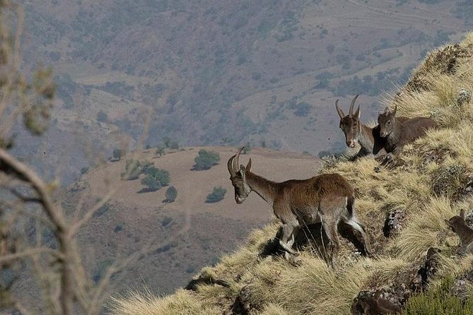 2 Days Simien Mountains Trekking - Why Simien Mountains Feel Different From Other Short Treks