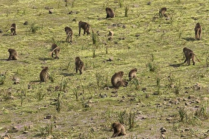 2 Days Simien Mountains Trekking - What’s Included (and Why It Changes How You Experience the Trek)