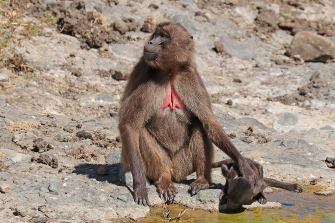 2 Days Simien Mountains Trekking - Who This Trek Fits Best (and Who Might Find It Challenging)