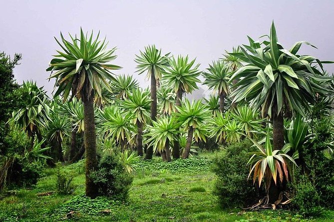 2 Days Simien Mountains Trekking - Small Details That Make a Big Difference on Trek Days