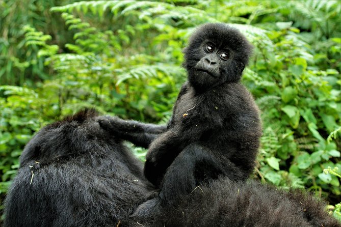 2 days Uganda Gorilla trekking - What Makes This 2-Day Gorilla Trek Feel Worth It