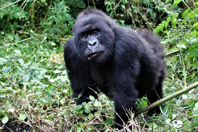 2 days Uganda Gorilla trekking - The Gear List That Keeps You Comfortable in the Jungle