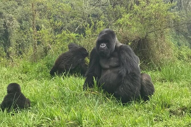 2 days Uganda Gorilla trekking - Tips for Making the Kigali-to-Gorilla Flow Feel Smooth