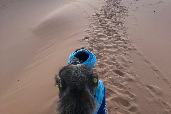 2 night camel trekking in merzouga desert - Day Two: Sunrise, Breakfast, Oasis Lunch, and Your Camp Choice