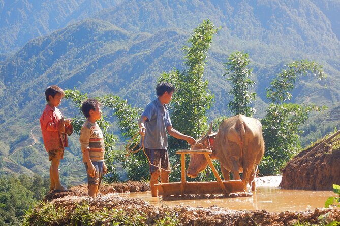 2D1N Buffalo trek by Hmong Sister House and Trekking - Why this buffalo trek fits Sapa so well