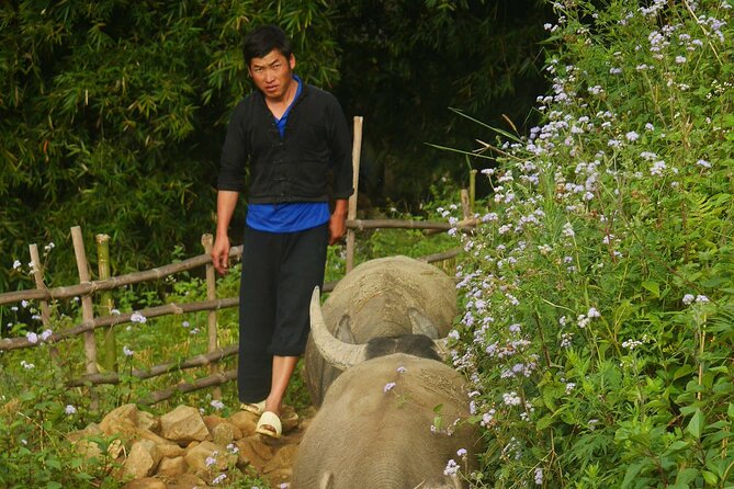 2D1N Buffalo trek by Hmong Sister House and Trekking - Price and logistics: what $110 per person really covers