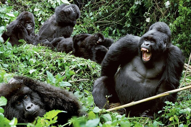 3-Day Climax Guided Gorilla Trekking Mist and Batwa Safari - Bwindi Impenetrable National Park and why Buhoma works